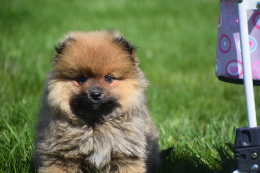 Spitz allemand (teef) 30649