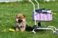 Spitz allemand (teef) 30649