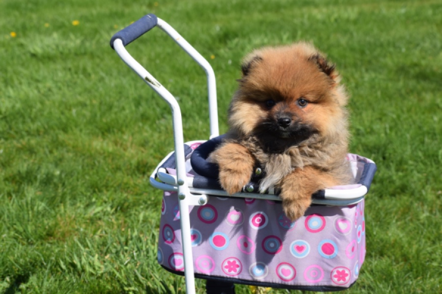 Spitz allemand (teef) 30649