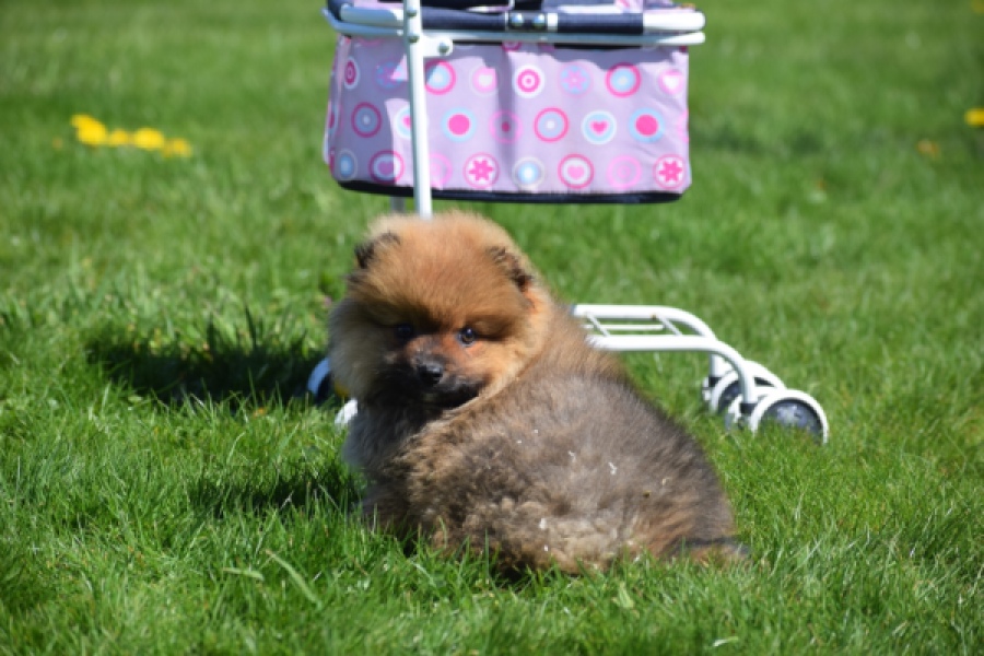 Spitz allemand (teef) 30649