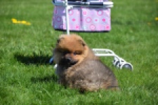 Spitz allemand (teef) 30649