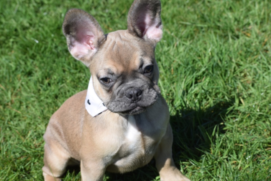 Bouldogue Francais (teef) 66502