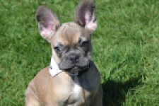 Bouldogue Francais (teef) 66502