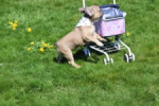 Bouldogue Francais (teef) 66502