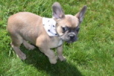 Bouldogue Francais (teef) 66502