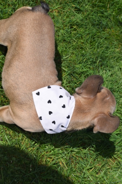 Bouldogue Francais (teef) 66502