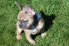 Bouldogue Francais (teef) 66502