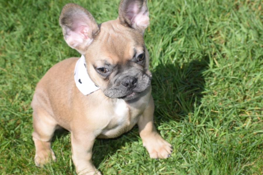 Bouldogue Francais (teef) 66502