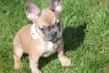 Bouldogue Francais (teef) 66502