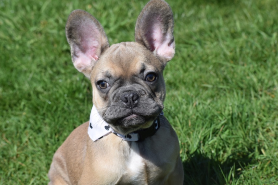 Bouldogue Francais (teef) 66502