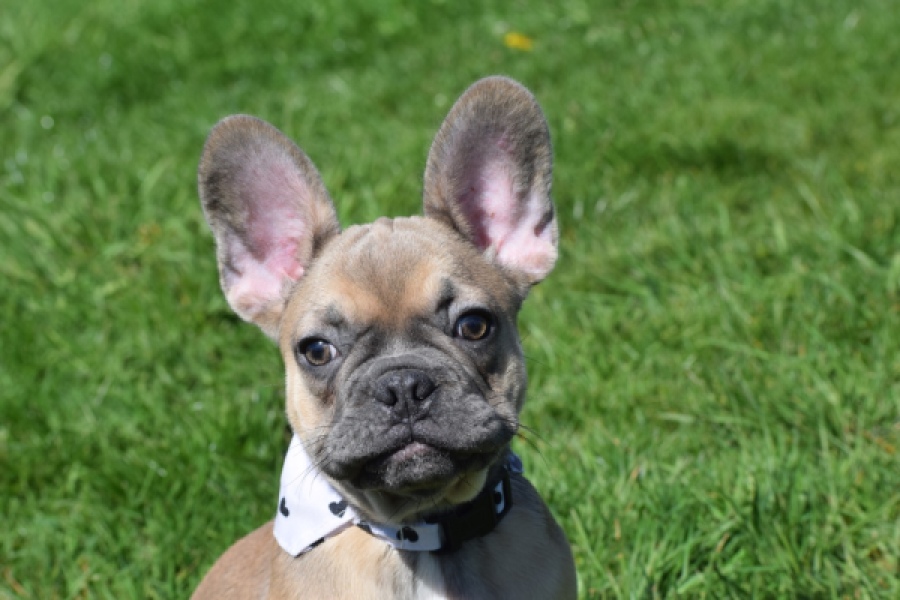 Bouldogue Francais (teef) 66502