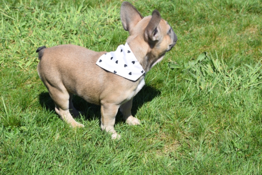 Bouldogue Francais (teef) 66502