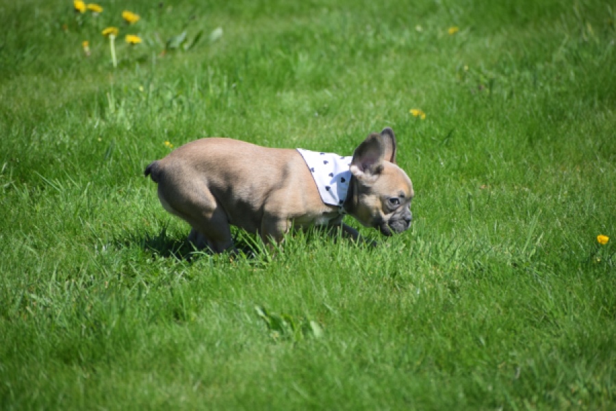 Bouldogue Francais (teef) 66502