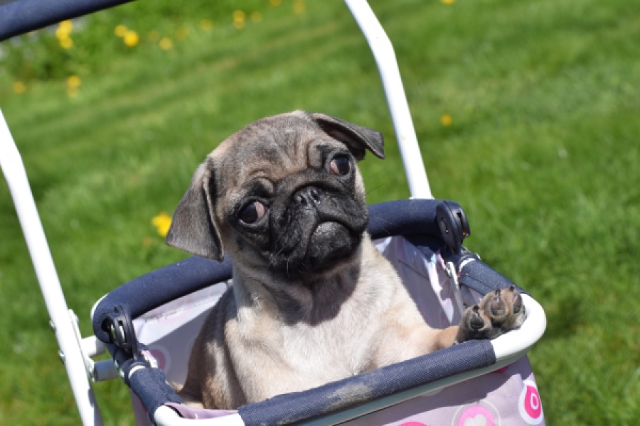 Mopshond (reu) 68437