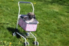 Mopshond (reu) 68437