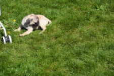 Mopshond (reu) 68437