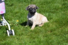 Mopshond (reu) 68437