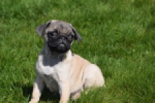 Mopshond (reu) 68437