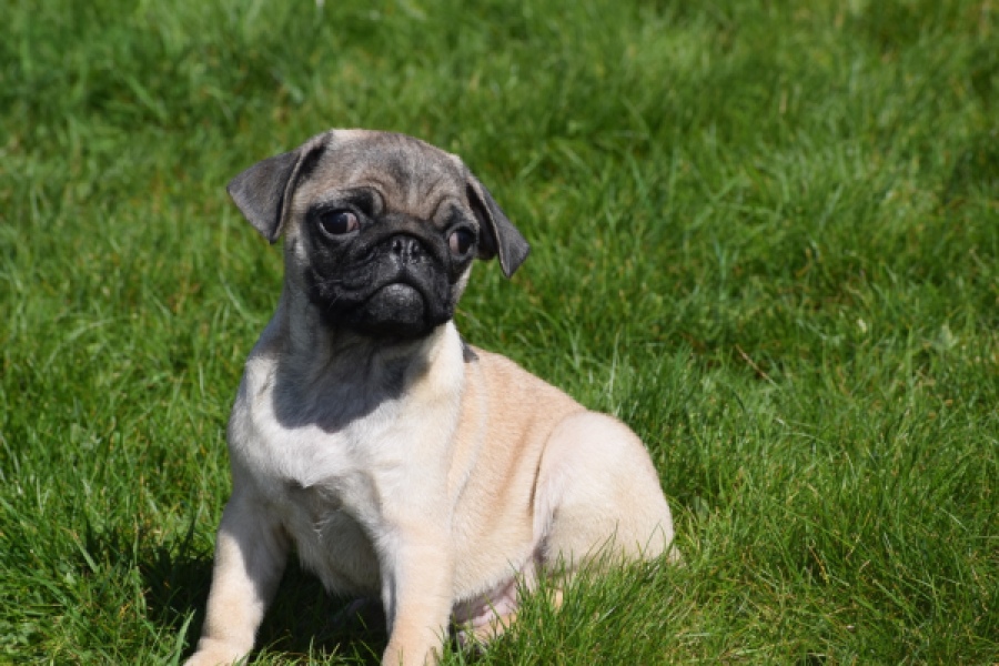 Mopshond (reu) 68437