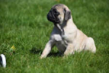 Mopshond (reu) 68437