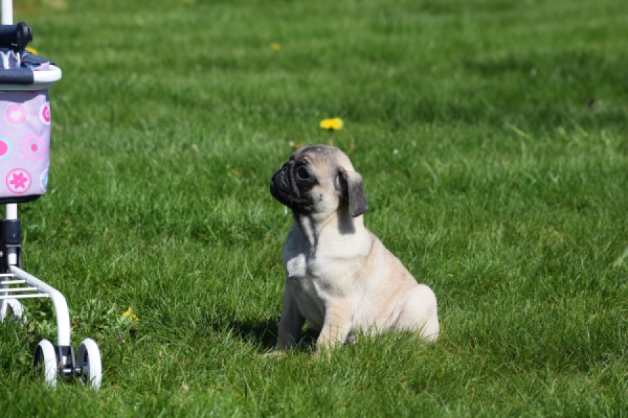 Mopshond (reu) 68437