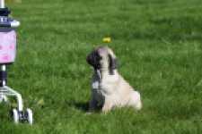 Mopshond (reu) 68437