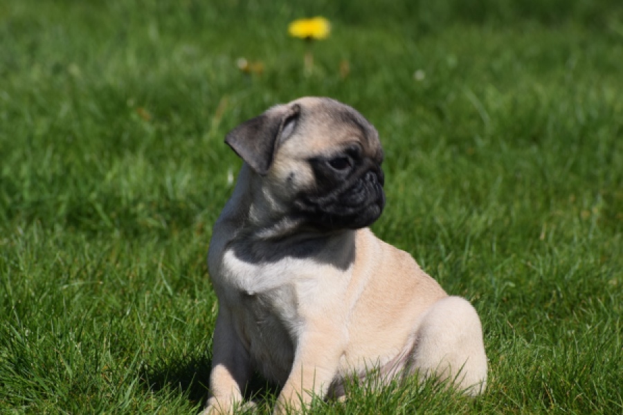 Mopshond (reu) 68437