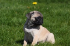 Mopshond (reu) 68437