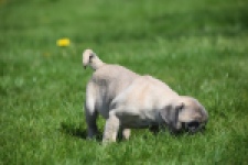 Mopshond (reu) 68437