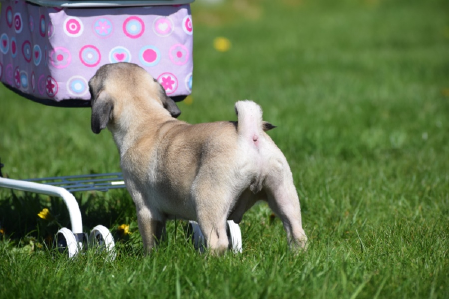 Mopshond (reu) 68437