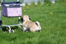 Mopshond (reu) 68437