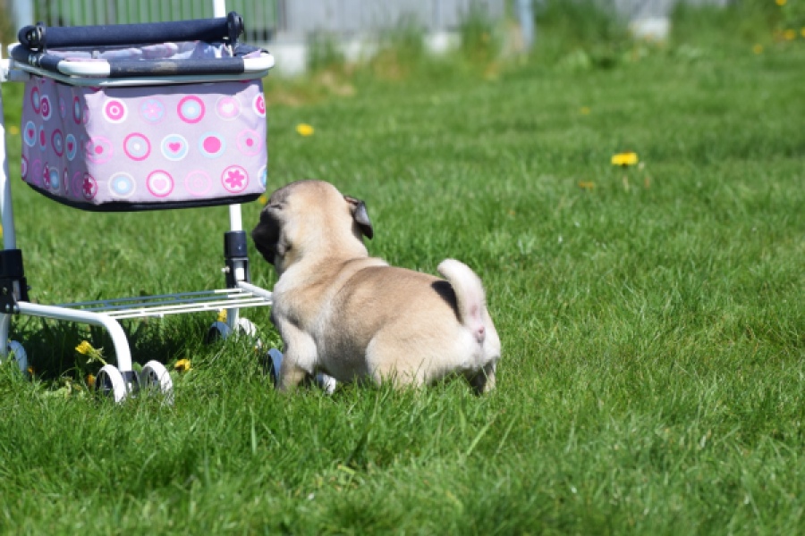 Mopshond (reu) 68437