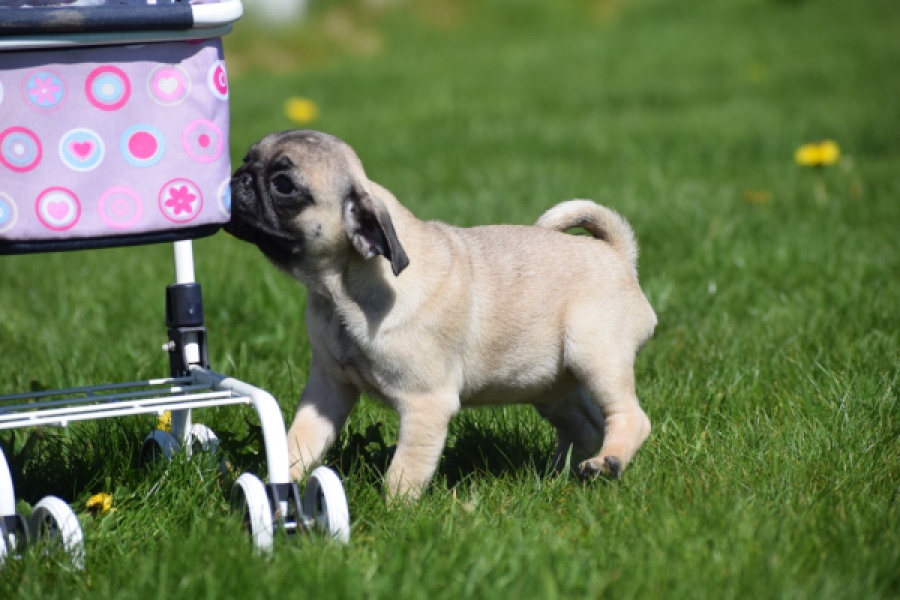 Mopshond (reu) 68437