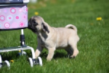 Mopshond (reu) 68437