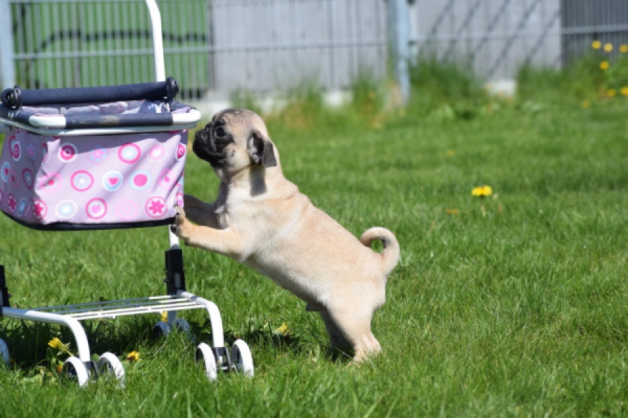 Mopshond (reu) 68437