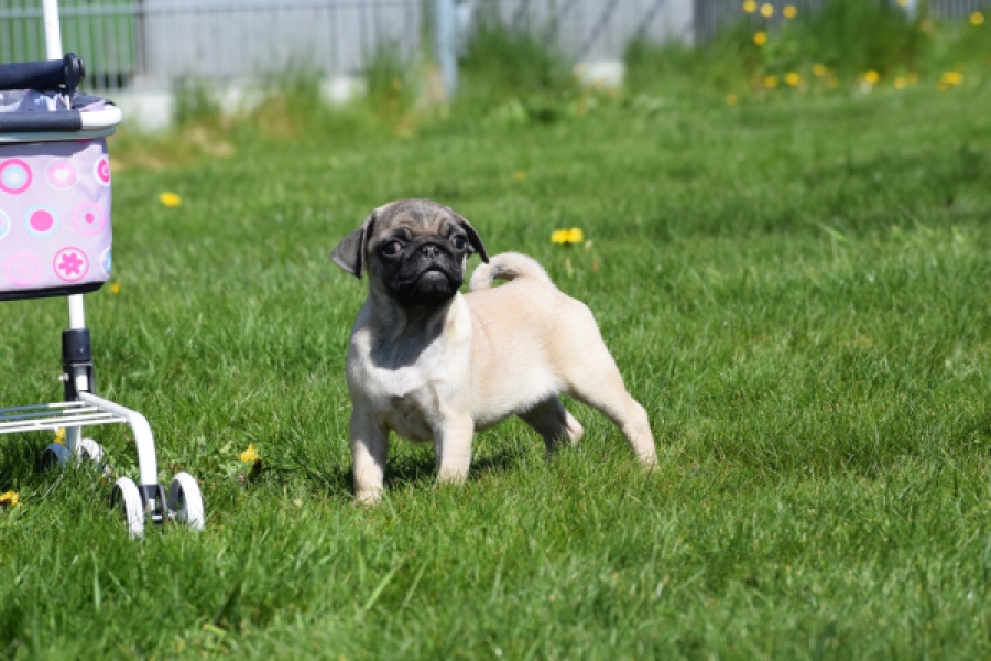 Mopshond (reu) 68437