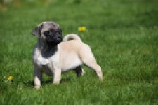 Mopshond (reu) 68437