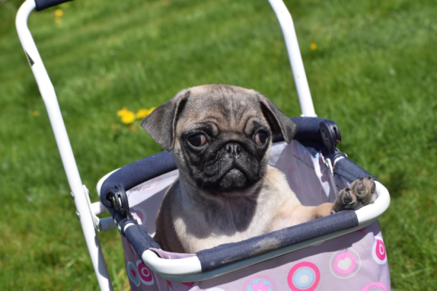 Mopshond (reu) 68437