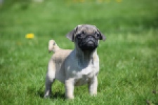 Mopshond (reu) 68437