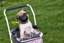 Mopshond (reu) 68433