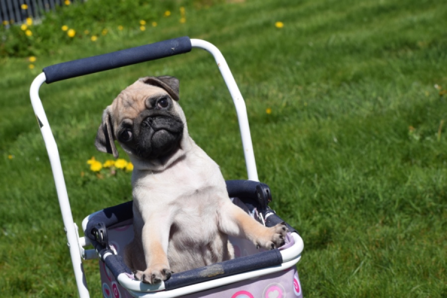 Mopshond (reu) 68433