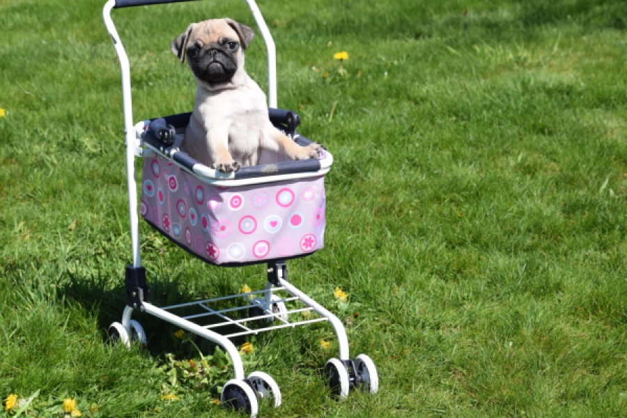 Mopshond (reu) 68433