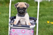 Mopshond (reu) 68433