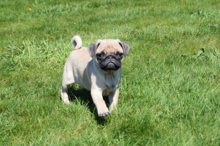 Mopshond (reu) 68433