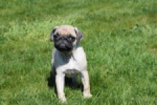 Mopshond (reu) 68433