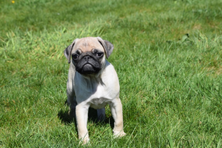 Mopshond (reu) 68433