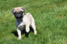 Mopshond (reu) 68433