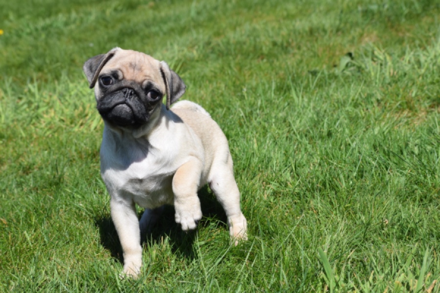 Mopshond (reu) 68433