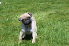 Mopshond (reu) 68433