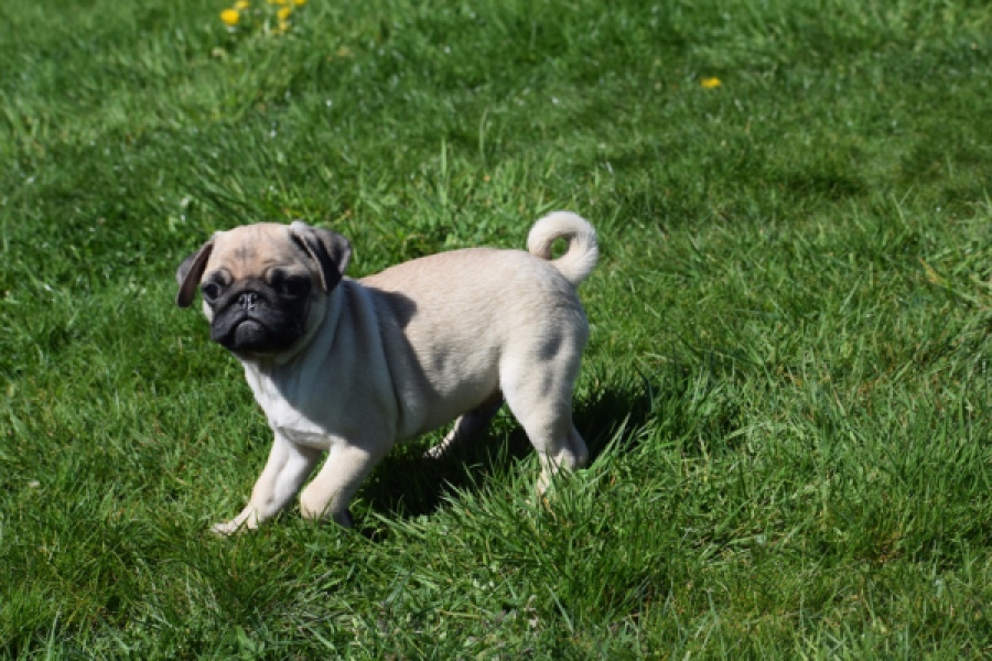 Mopshond (reu) 68433